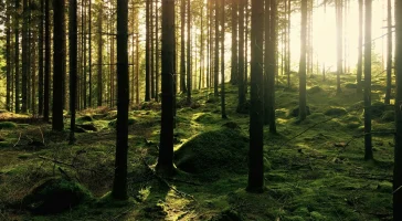gustav-gullstrand-d6kSvT2xZQo-unsplash Sunlight filtering through tall forest trees.
